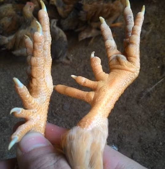 Hình ảnh đôi chân nhiều cựa, móng của gà Lục Trảo Khán Đao nổi tiếng của vùng Mẫu Sơn (Lạng Sơn).