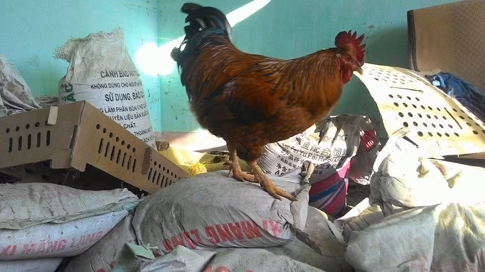 Thịt của chúng săn chắc, có mùi thơm đặc biệt nên rất được ưa chuộng. Gà trống trưởng thành nặng khoảng 3 kg, gà mái hơn 2 kg.