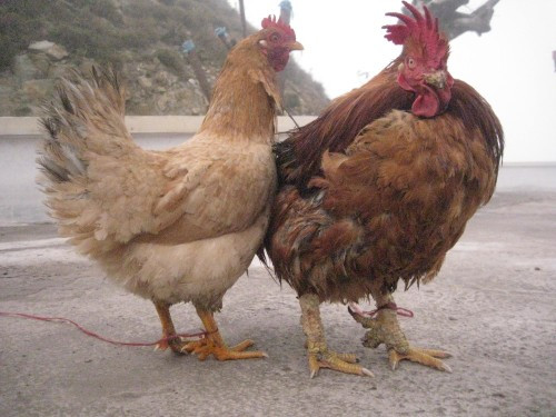 Giống gà quý hiếm này được phát hiện ở Bản Khao, một bản của người Dao trên đỉnh Mẫu Sơn nên còn được gọi là gà Lục Trảo Đán Khao (gà sáu cựa vùng Đán Khao).