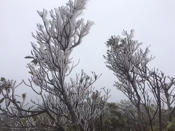 “Mình đã rất háo hức để được ngắm tuyết, nên ngay khi có thông tin Mẫu Sơn có tuyết mình đã rủ bạn lên đây. Cũng biết là rất lạnh nhưng không ngờ trên ngày lạnh và gió mạnh đến vậy. Trên đây có mưa bụi, gió mạnh, nhiệt độ giảm sâu, các bạn lên đây phải mặc thật nhiều quần áo ấm, mang theo miếng dán giữ nhiệt, đi tất tay, tất chân dày, đội mũ len dày và kèm theo túi sưởi thì càng tốt”, bạn Đỗ Hoa chia sẻ kinh nghiệm.