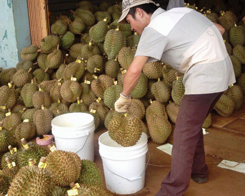 Phát hiện gần 3 tấn thịt thối chuẩn bị tuồn ra thị trường. Trưa ngày 3/11, Đội Quản lý thị trường số 5 (tỉnh Đồng Nai) phối hợp với trạm thú Y huyện Trảng Bom bất ngờ kiểm tra đột xuất 1 cơ sở kinh doanh sản phẩm động vật chưa qua kiểm dịch tại xã Bình Minh do ông Trần Văn Hóa (SN 1977, ngụ tại địa phương) làm chủ.