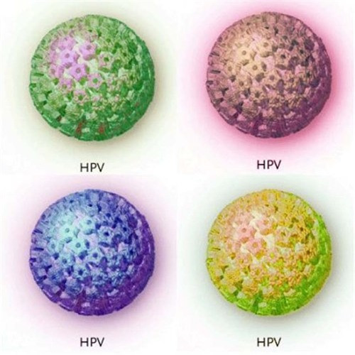 Virus HPV có nguy cơ cao gây ung thư là HPV chủng 16 và 18. Ngoài ra, 11 chủng HPV khác cũng có thể gây ra bệnh ung thư cổ tử cung cho chị em.