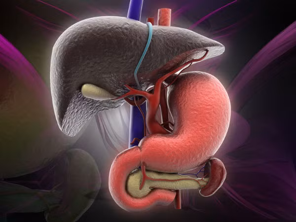 Gan. Bạn sẽ ngạc nhiên khi biết rằng ăn tỏi sống có thể giúp tăng cường chức năng của bàng quang và gan của bạn.