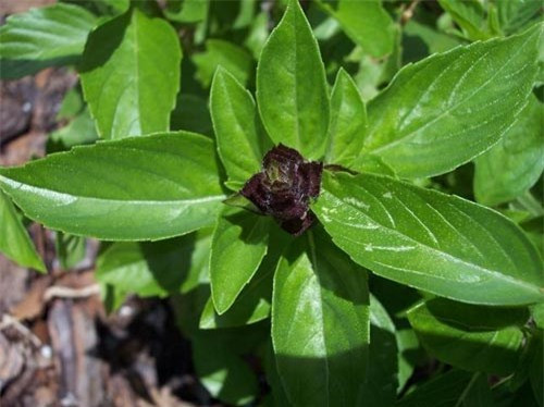 Cây húng quế: Tinh dầu húng quế kích thích co thắt tử cung và thường khiến bạn có thể bị sẩy thai.