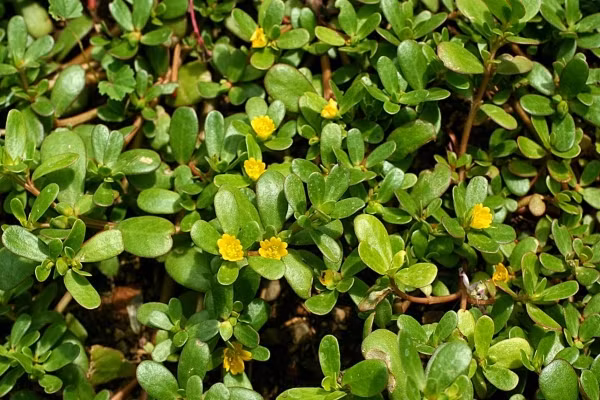 Rau sam. Rau sam là một loại rau dễ trồng, dễ chăm sóc và tìm vì chúng mọc hoang nhiều. Rau sam ngoài tác dụng là thảo dược chữa bệnh, nó còn là thực phẩm để ăn. Rau sam có tính hàn, lạnh. Thực tế cho thấy khi phụ nữ mang thai ăn nhiều rau sam, nó sẽ kích thích tử cung mạnh. Hậu quả là có thể dẫn đến sẩy thai.