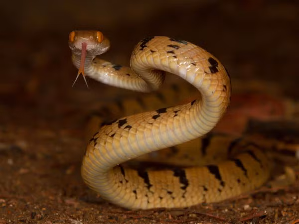 Làm đẹp bằng nọc độc rắn. Một công ty dược ở Thụy Sĩ đã cho ra đời mỹ phẩm dưỡng da từ loại protein tìm thấy trong nọc độc rắn. Sản phẩm đặc biệt này có tác dụng làm giãn các nếp nhăn, chống lão hóa theo thời gian.