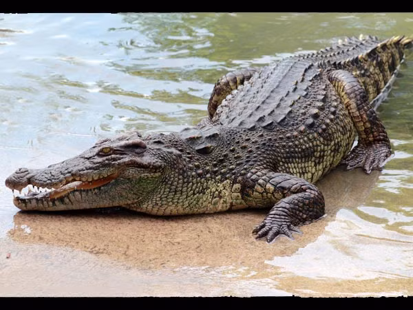 Đắp mặt nạ bằng phân cá sấu. Nữ hoàng Cleopatra (Ai Cập) thường xuyên pha trộn sữa lừa với phân cá sấu để tạo ra một loại mặt nạ dưỡng da độc đáo.