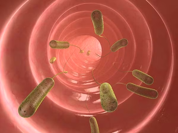  Giun ký sinh trong ruột nguy hiểm đến mức nào? Các ký sinh trùng đường ruột ăn các thực phẩm mà chúng nạp vào cơ thể, nó cũng biến ruột non thành nơi sinh sống của chúng. Các axit dạ dày của chúng ta tiết ra không thể giết chết các loại ký sinh trùng này. Khi cơ thể chiến đấu các loại ký sinh trùng thông qua hệ miễn dịch, có thể gây ra những chứng viêm nhiễm trong cơ thể.