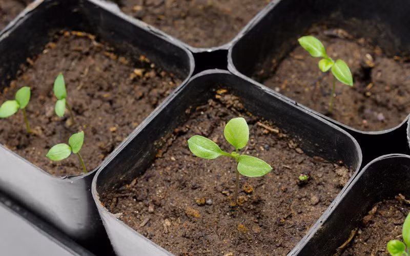 Khi cây con có 5-6 lá thật, cao 6-8cm, khoẻ mạnh, thân mập đều là nhổ đem trồng ra chậu.