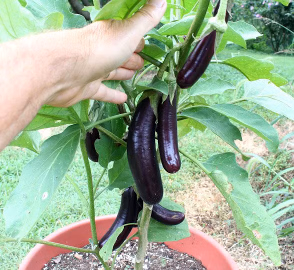 Khi vỏ quả cà căng đều, chuyển dần sang tím nhạt là thu hoạch được. Thu hái cà tím khi quả đã lớn đẫy, căng đều, vỏ bắt đầu chuyển từ màu tím sang tím nhạt. Cách 2-3 ngày thu chọn một lần, không để cà quá già sẽ kém chất lượng.