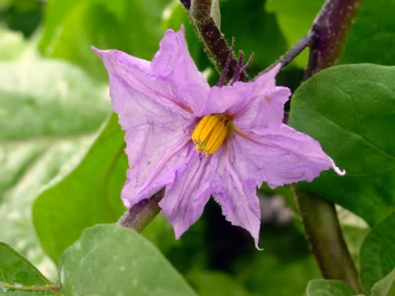 Khi cây bắt đầu ra hoa nên tỉa bỏ bớt các cành nhánh dưới chùm hoa thứ nhất cho gốc được thông thoáng. Khi cà ra đợt hoa thứ 2 thì bấm ngọn, hãm cành, hạn chế chiều cao để cho cà ra nhiều cành nhánh quả, nên cắt tỉa vào những ngày nắng ráo, cuối buổi chiều.