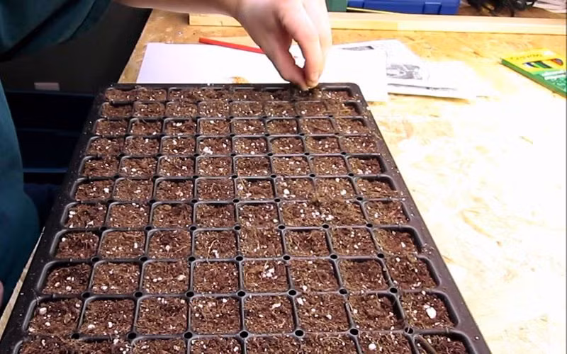 Ủ trong vải ẩm cho nứt nanh rồi đem gieo, cần tưới giữ ẩm cho đất.