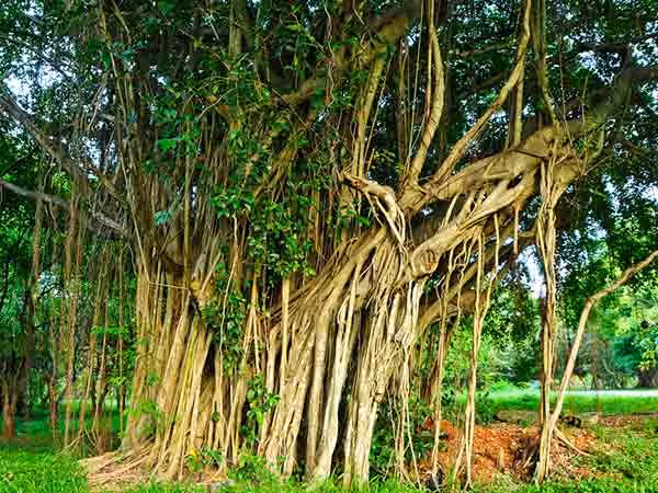 Vỏ cây đa. Nguyên liệu này rất hữu ích trong việc điều trị viêm nhiễm âm đạo vì nó có tính sát trùng. Đun sôi vỏ cây đa với 1 bát nước. Lọc lấy nước, để âm ấm và dùng để rửa vùng kín 3 lần/ngày. Nguyên liệu này có thể giữ âm đạo khô thoáng, khỏe mạnh và sạch sẽ.