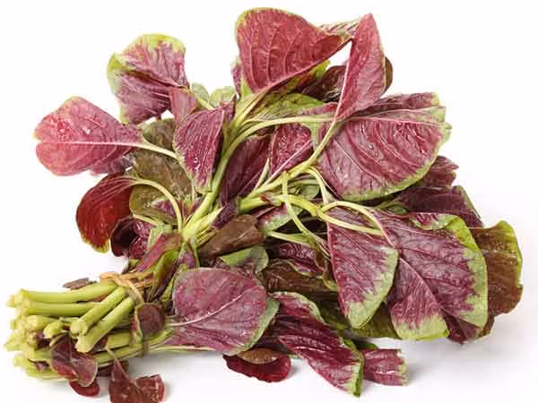 Rễ rau dền. Rễ rau dền có tính chất kháng khuẩn giúp điều trị các bệnh nhiễm trùng. Hợp chất có lợi của rau dền giúp làm lành các cơ quan sinh sản. Xay rễ rau dền và thêm vào nước. Uống 2 lần một ngày, vào buổi sáng và buổi tối để có kết quả tốt hơn. Lá và cành rau dền cũng có thể đun sôi với nước uống cũng cho tác dụng tương tự.