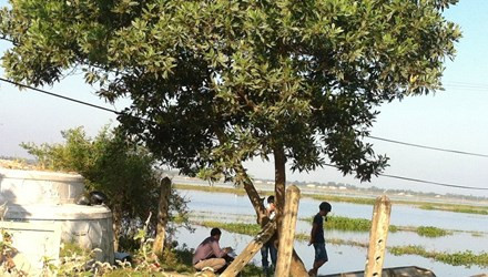 Vị trí cây tràm nơi nạn nhân được phát hiện chết trong tư thế treo cổ. Ảnh: C. Thành