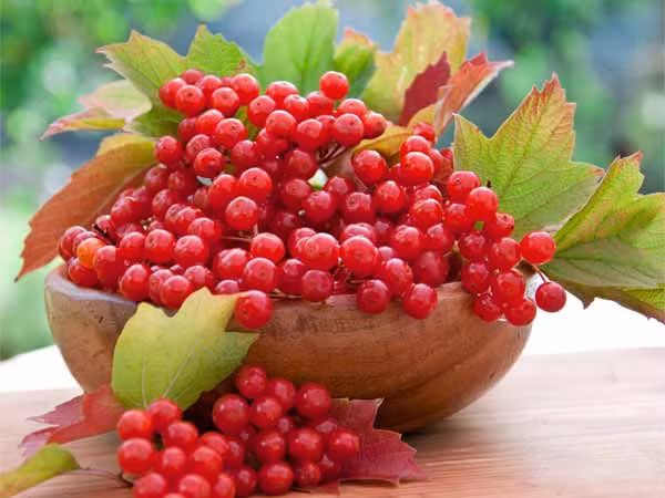 Quả anh đào. Loại quả mọng này cũng chứa rất nhiều vitamin C. Ăn quả anh đào thường xuyên giúp tăng cường hệ miễn dịch, ngăn ngừa tình trạng viêm, giúp bạn ngủ ngon hơn.