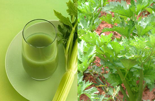Rau cần tây: cần tây tươi rửa sạch giã nát với ít muối rồi vắt lấy nước cốt súc miệng, có thể ngậm, hoặc nuốt dần. Uống hàng ngày bệnh sẽ hết.