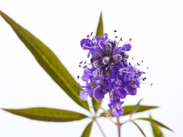 Cây chasteberry (dâu chế dục). Đây là loại thảo mộc được sử dụng để điều trị hầu hết các bệnh phụ khoa. Phương thuốc từ thảo dược này giúp thu nhỏ các u nang buồng trứng, giảm đau vùng chậu và kiểm soát dòng chảy của kinh nguyệt. Các hợp chất diterpnghuuyeetcos có trong thảo mộc này giúp giảm việc sản xuất hormone estrogen từ não bộ, do đó nó giúp duy trì sự cân bằng hormone.