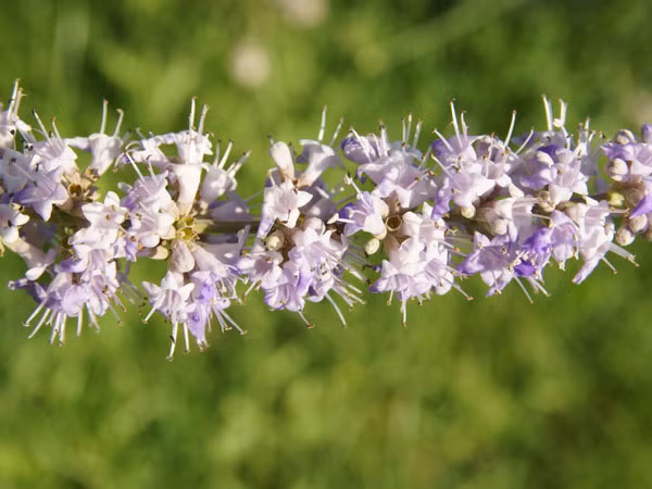 Để điều trị u nang buồng trứng, bạn có thể đun sôi 3 thìa các quả chasteberry sấy khô với một bát nước trong 15 phút. Để nguội, lọc lấy nước và uống 2 tách/ngày.