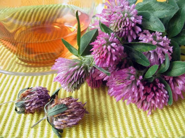 Cỏ ba lá đỏ. Thảo dược này rất giàu vitamin C, kali, magne và calci. Cỏ ba lá đỏ giúp cải thiện khả năng sinh sản ở nữ giới. Bạn cũng có thể sử dụng nó để điều trị u nang buồng trứng và duy trì chu kỳ kinh nguyệt bình thường.