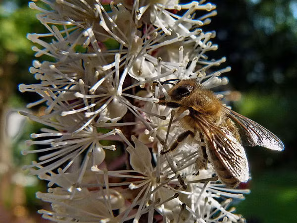 Black Cohosh (cây thiên ma). Thảo dược này giúp cân bằng các kích thích tố và tăng tuần hoàn máu và giúp làm nhỏ các u nang buồng trứng. Thảo dược này cũng làm giảm đau bụng kinh và viêm vùng xương chậu. Bạn có thể đun sôi một ít thiên ma rồi lọc lấy nước uống 2 - 3 lần/ngày để điều trị u nang buồng trứng.