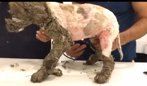 Phan no chu cho bi boi keo vao long roi nhung xuong bun-Hinh-4