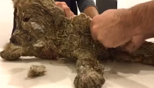 Phan no chu cho bi boi keo vao long roi nhung xuong bun-Hinh-3