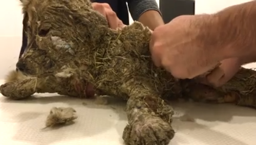 Phan no chu cho bi boi keo vao long roi nhung xuong bun-Hinh-3