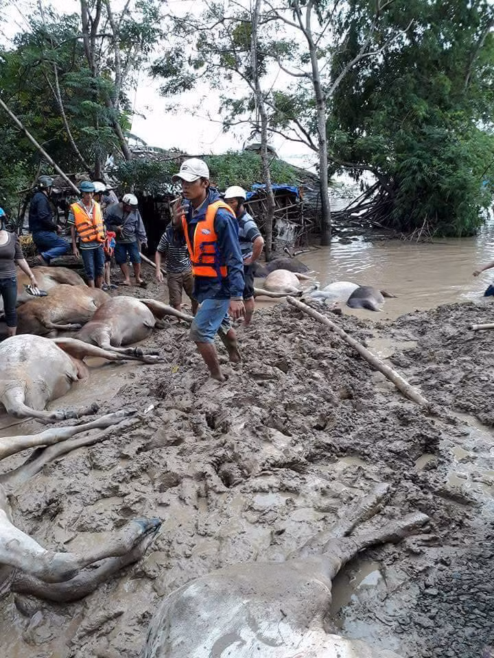 Nuot nuoc mat xe thit bo chet vi lu de ban-Hinh-2