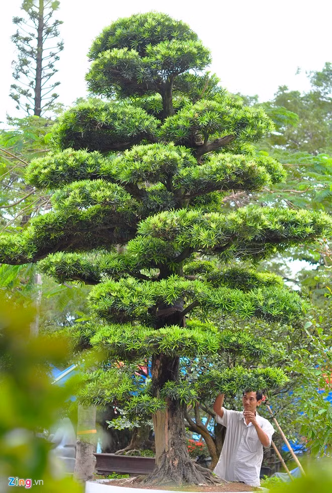 Cặp tùng vạn niên của anh Nguyễn Duy Tâm (ngụ quận Thủ Đức, TP.HCM) được xem giá trị nhất tham gia chợ phiên, khi được chào bán đến 1,6 tỷ đồng. Mỗi cây cao 8 m, đường kính thân 0,55 m và đều 60 năm tuổi. "Cặp tùng này ở Việt Nam rất hiếm nên giá cao. Hai năm trước, tôi mua ở Nhật Bản rồi đưa về chăm sóc. Tôi chưa muốn bán vì cây đẹp và quý", chủ nhân 39 tuổi nói.