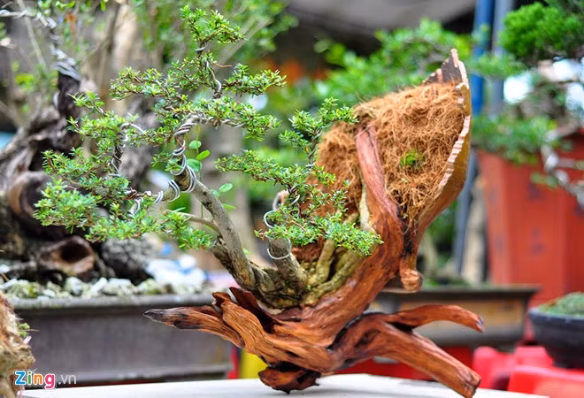 Chậu linh sam độc đáo với chân đế là phần thân chết của cây.