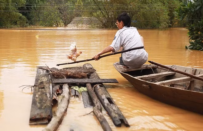 Với tinh thần kiên cường, người dân bắt đầu tìm lại các đồ dùng, vật nuôi. Ông Hoàng Xuân Khánh (xóm Trung Thượng, xã Phương Mỹ) đang lùa con gà của gia đình vào nơi an toàn.