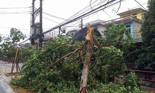 Cây gãy khi bão đi vào Thái Bình. (Ảnh VTC News)