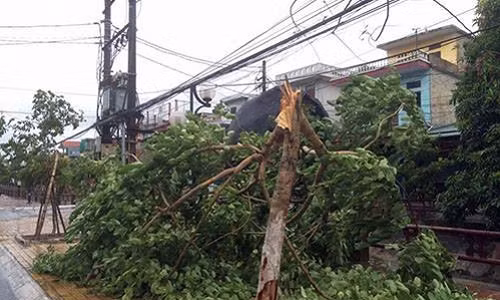 Cây gãy khi bão đi vào Thái Bình. (Ảnh VTC News)