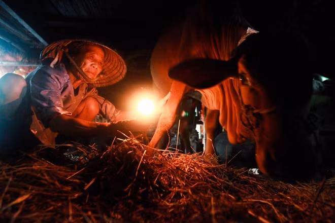 Bà Nguyễn Thị Lan, 79 tuổi đang cặm cụi soi đèn dầu để kiểm tra sức khỏe của con bê duy nhất trong gia đình. Sau thiên tai, nhà mất điện, bà Lan phải di chuyển con bê vào nhà để tiện chăm sóc.
