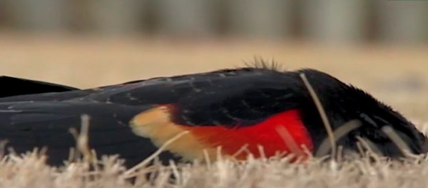 Có giả thuyết khác cho rằng, sở dĩ hàng trăm con chim lao đầu vào các tòa nhà, cây cối dẫn đến bỏ mạng là vì chúng bị thu hút bởi ánh sáng phát ra những nguồn sáng.