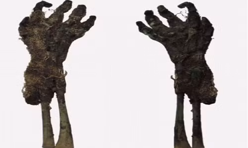 Cánh tay còn nguyên vẹn của một xác ướp trẻ em.