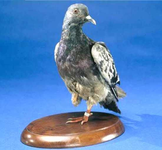 Trong tiếng Pháp, Cher Ami có nghĩa là "người bạn thân". Đây là tên một con chim bồ câu anh hùng trong Thế chiến 1. Nó chuyên làm nhiệm vụ đưa thư cho Quân đoàn Thông tin Mỹ tại Pháp.