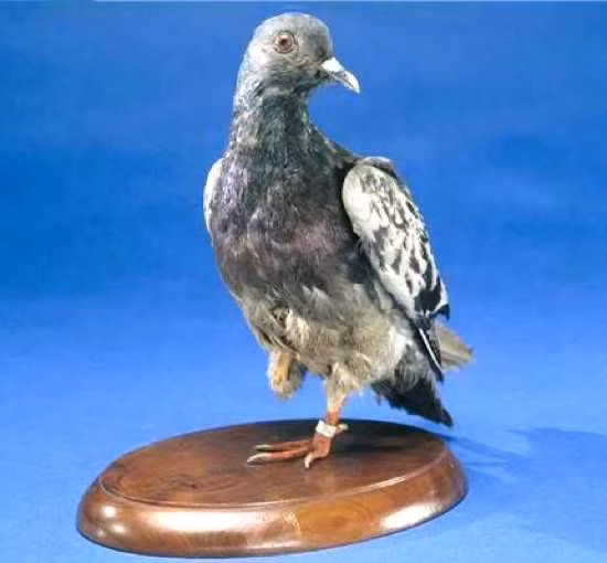 Trong tiếng Pháp, Cher Ami có nghĩa là "người bạn thân". Đây là tên một con chim bồ câu anh hùng trong Thế chiến 1. Nó chuyên làm nhiệm vụ đưa thư cho Quân đoàn Thông tin Mỹ tại Pháp.