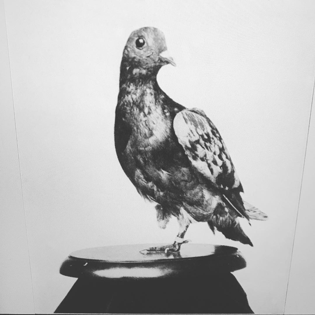 Sau khi mất, thi thể của chú chim dũng cảm trong Thế chiến 1 được lưu giữ và bảo quản trong Viện Smithsonian. Mời độc giả xem video: Kết luận chính thức về chim bồ câu mang ký tự “lạ” (nguồn: VTC14)