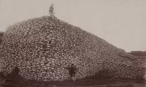 Bức ảnh lịch sử chụp "núi" xương sọ bò rừng bizon đang chờ nghiền nhỏ và trộn thành phân bón năm 1870. Đằng sau bức ảnh này là câu chuyện về cuộc thảm sát của những người bản xứ và di cư khiến số lượng bò rừng bizon giảm từ 60 triệu con xuống còn dưới 1.000 con vào năm 1900.