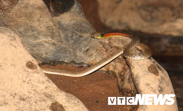 Rắn trốn trong các vách đá.