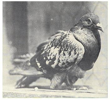 Mặc dù không bị bắn chết nhưng Cher Ami cũng bị trúng đạn ở ngực. Bất chấp việc bị thương, chú chim bồ câu này vẫn gắng gượng hoàn thành nhiệm vụ đưa thư.