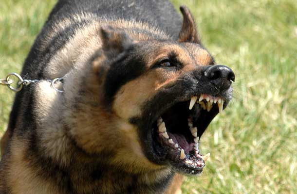 Tỷ lệ người tử vong do bị chó cắn là khá cao. Theo kết quả nghiên cứu, cứ 147.717 người thì có 1 người mất mạng do bị chó cắn.