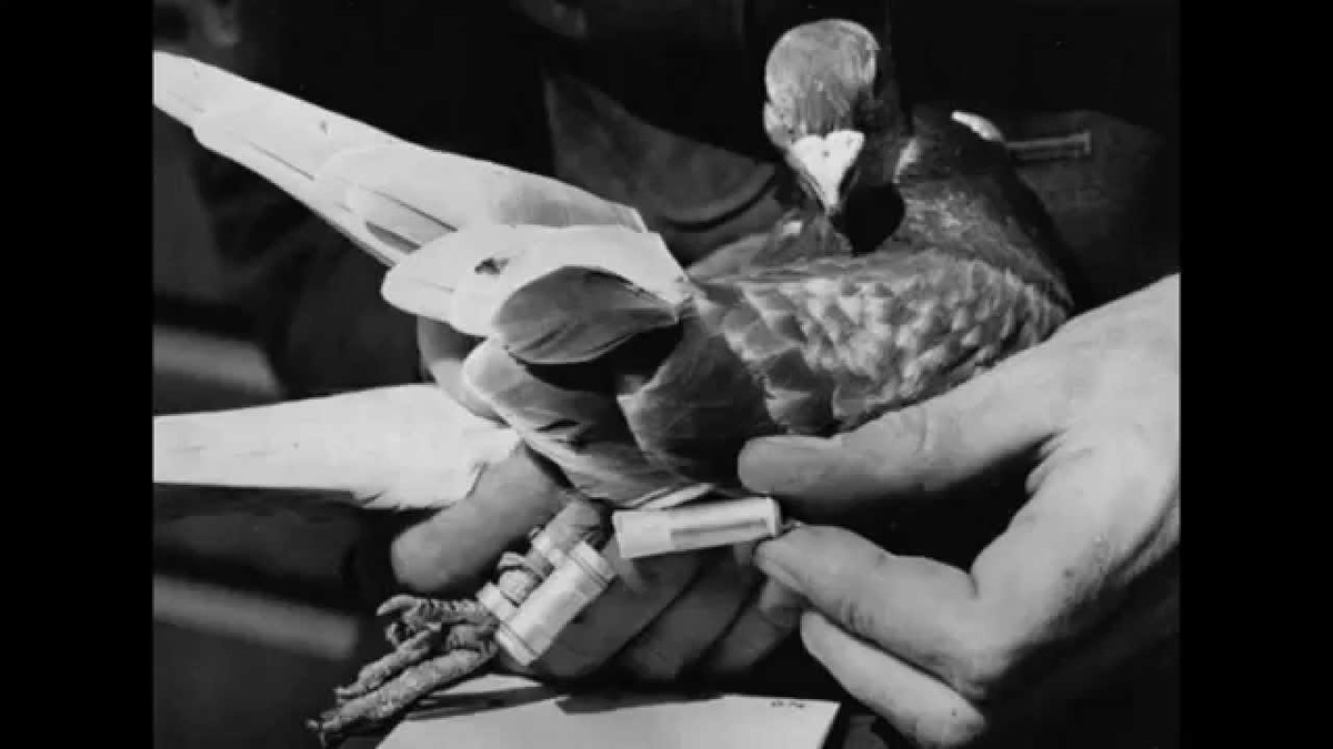 Trước tình huống nguy hiểm này, chỉ huy quân đội Mỹ Charles Whittlesey đã nghĩ ra cách thả hàng loạt chim bồ câu đi đưa thư cầu cứu viện binh. Trong số những con bồ câu đưa thư được thả đi có Cher Ami.