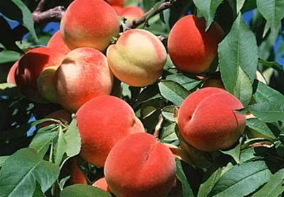 Loại quả này 3.000 năm mới ra hoa một lần. Nếu ăn quả đào tiên thì người ăn chúng sẽ trường sinh bất lão.