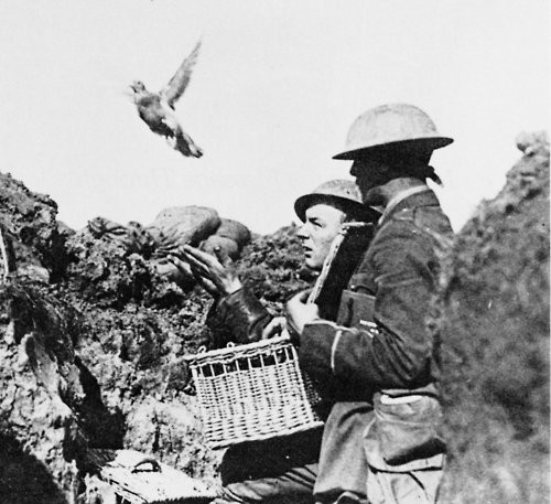 Sau 65 phút bay chuyến hành trình dài 40 km, chim bồ câu Cher Ami tới đích và hoàn thành nhiệm vụ với 1 mắt bị mù và 1 chân gần như đứt lìa.