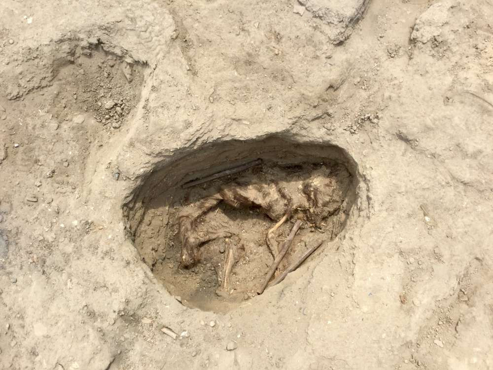 Một số các tàn tích khác như vỏ sò, bình hoa, những bộ xương con chó (trong ảnh), một “nhà nguyện” được cho là nơi tiếp đón người hành hương từ nước ngoài tới cũng được các chuyên gia phát hiện trong cuộc khai quật trên.