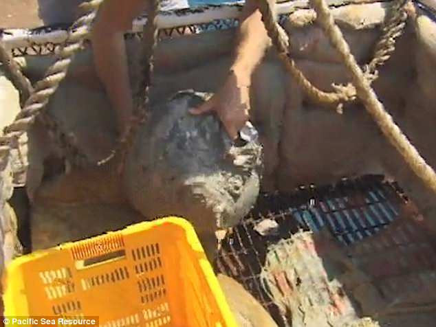 Bên cạnh hàng ngàn đồ gốm, con tàu trên còn chở nhiều hàng hóa xa xỉ như ngà voi để buôn bán. Phải đến năm 1980, xác tàu đắm trên mới được một ngư dân phát hiện.