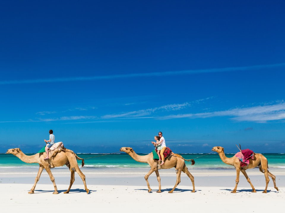 Lạc đà giữ nước trong bướu: Bạn có thể nghĩ rằng lạc đà trữ nước trong bướu, song điều này không đúng sự thật. Thực tế, bướu của lạc đà là nơi trữ chất béo. Chỗ chất béo này hoạt động như một nguồn lương thực dự trữ dùng cho những lúc lạc đà phải đi một chặng đường dài với nguồn lương thực hạn chế. Theo Animal Planet, một con lạc đà có thể sử dụng chất béo làm nguồn năng lượng thay thế lương thực trong 3 tuần. Điều kỳ diệu khiến loài vật này có thể sống nhiều ngày mà không cần uống nước nằm ở các tế bào máu. Không giống những sinh vật khác, lạc đà có các tế bào máu hình bầu dục. Chúng linh hoạt hơn và có thể lưu trữ một lượng nước lớn.